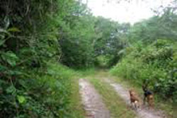 hiking trails in nantucket, hike with your dog through nantucket, nantucket walking trails