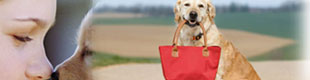 tripadvisor.com restaurants with dogs allowed in nantucket; dog friendly restaurants in nantucket
