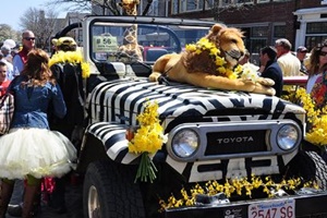 nantucket daffodial festival